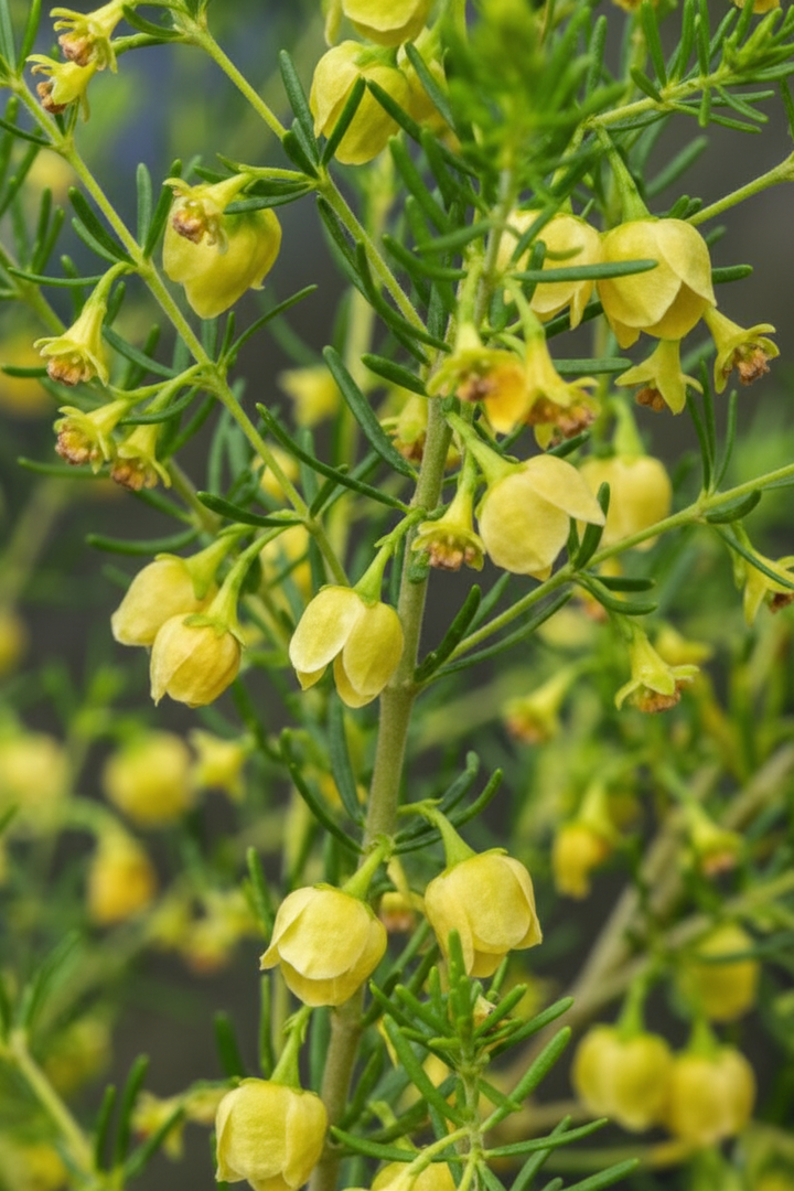 Boronia megastigma Lutea