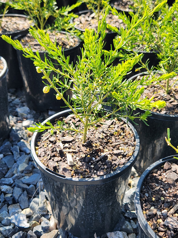 Boronia megastigma Lutea