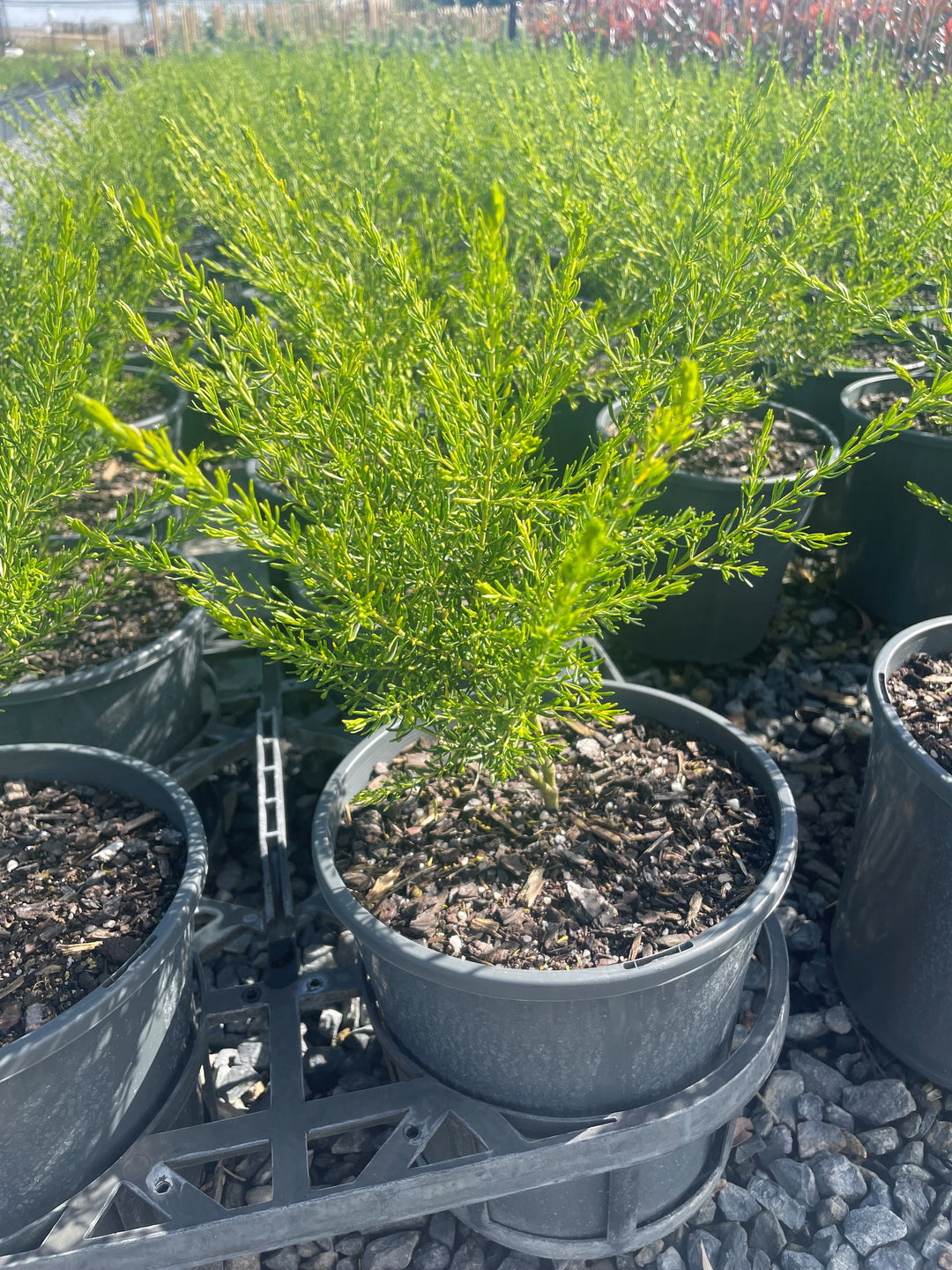 Boronia megastigma Lutea 200mm Pot for sale Adelaide Plant Co