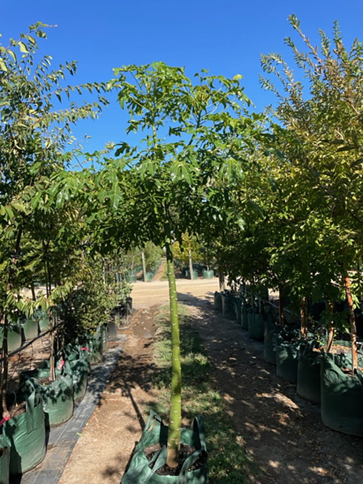 Brachychiton acerifolius 100L Grow Bag for sale Adelaide Plant Co