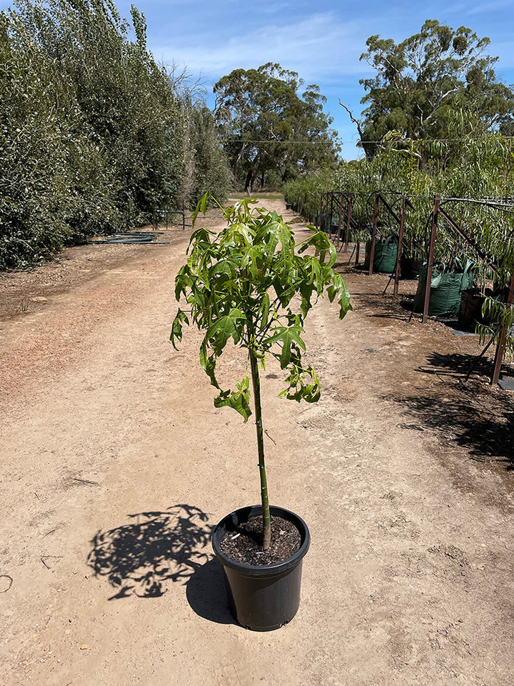 Brachychiton acerifolius 400mm Pot for sale Adelaide Plant Co