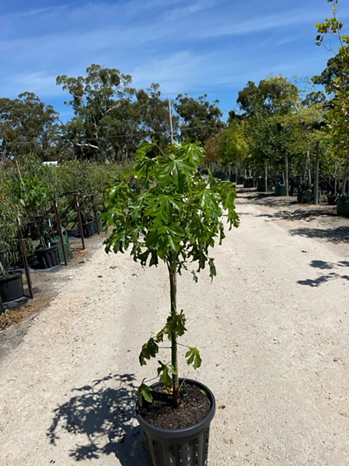 Brachychiton acerifolius 400mm Pot for sale Adelaide Plant Co