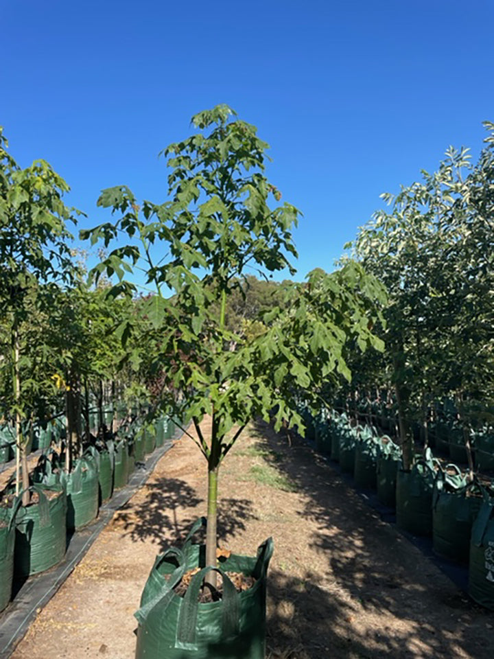 Brachychiton discolor 200L Grow Bag for sale Adelaide Plant Co
