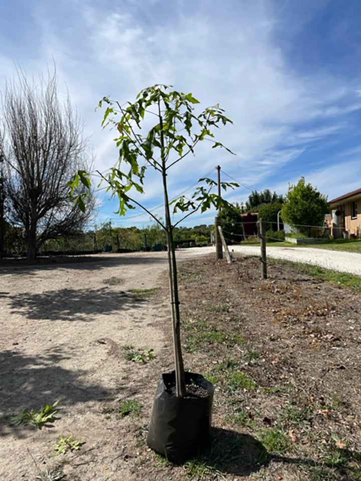 Brachychiton discolor 200L Grow Bag for sale Adelaide Plant Co