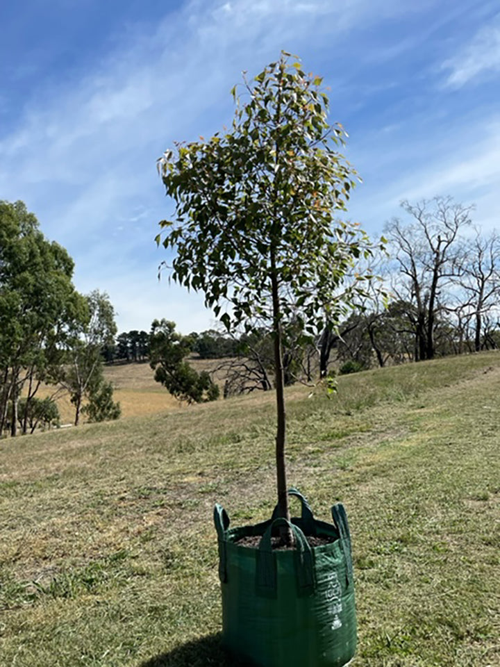 Brachychiton populneus 100L Grow Bag for sale Adelaide Plant Co