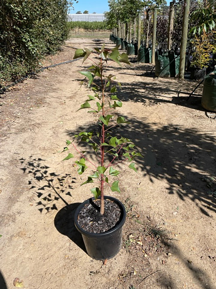 Brachychiton populneus 300mm Pot for sale Adelaide Plant Co