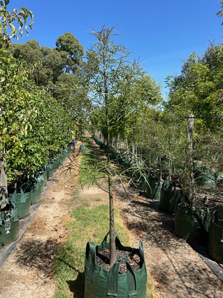 Brachychiton rupestris 100L Grow Bag for sale Adelaide Plant Co