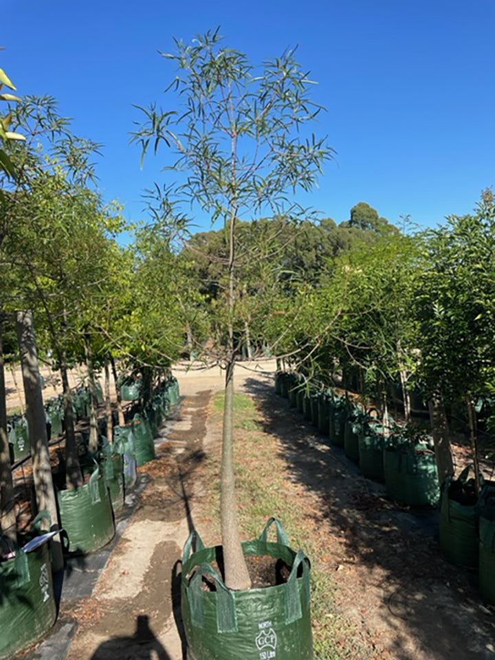 Brachychiton rupestris 300mm Pot for sale Adelaide Plant Co