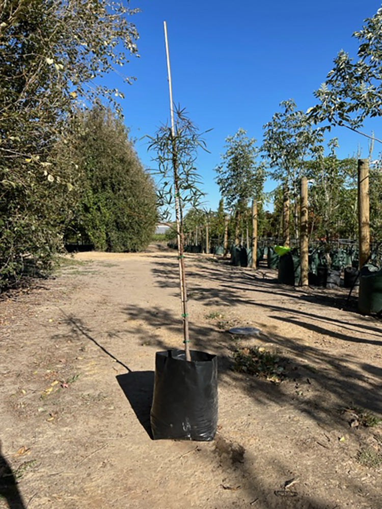 Brachychiton rupestris 300mm Pot for sale Adelaide Plant Co