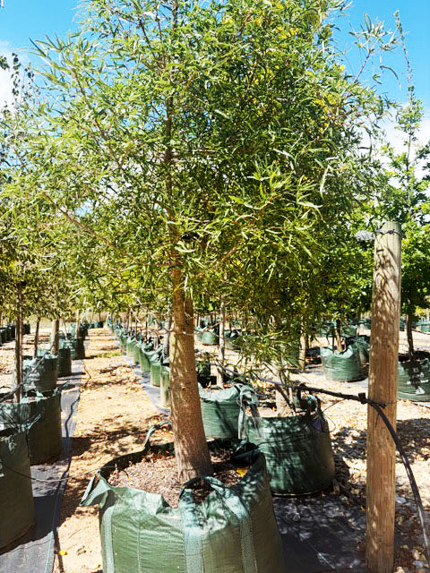 Brachychiton rupestris 300mm Pot for sale Adelaide Plant Co