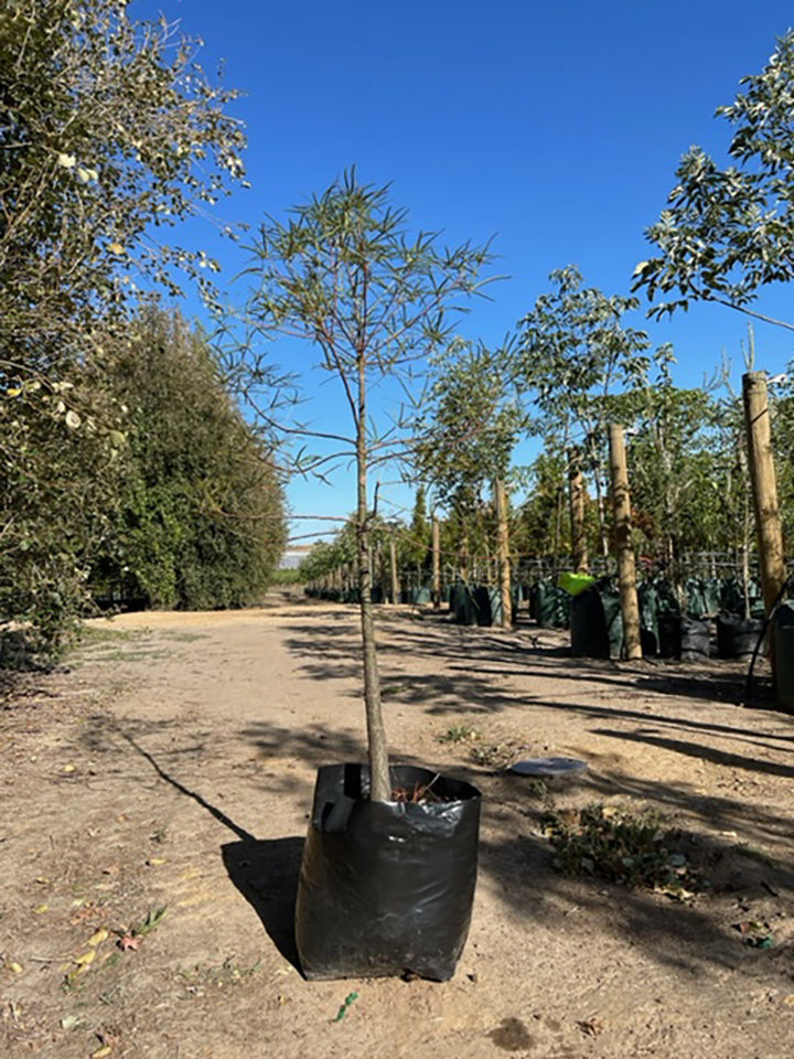 Brachychiton rupestris 300mm Pot for sale Adelaide Plant Co