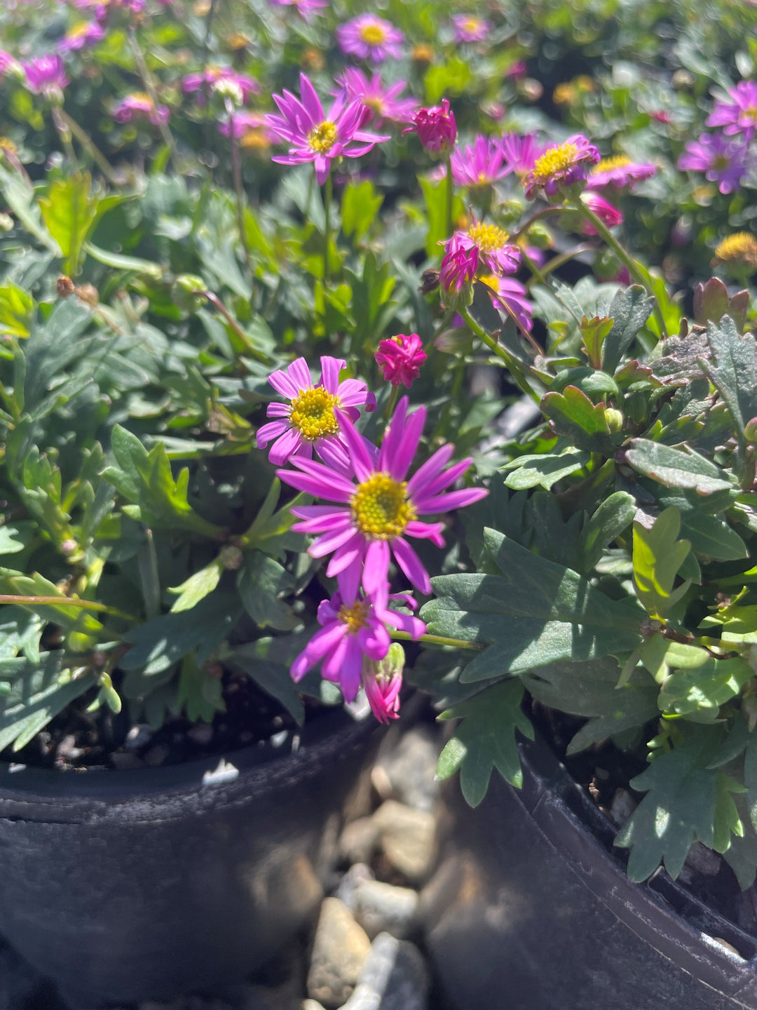 Brachyscome angustifolia Hot Candy for sale Adelaide Plant Co