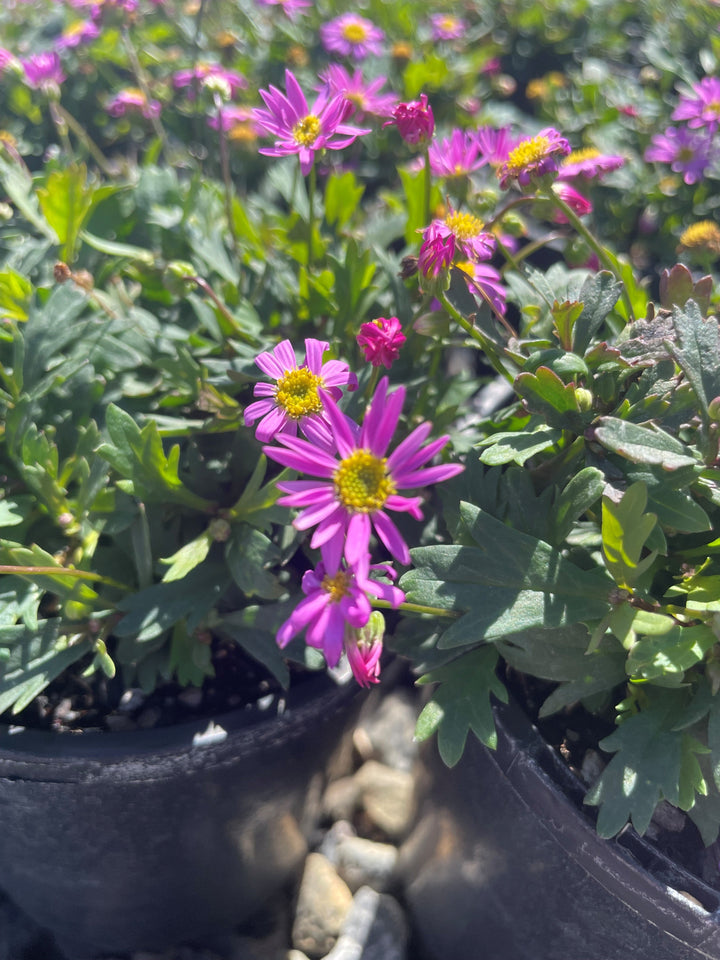 Brachyscome angustifolia Hot Candy for sale Adelaide Plant Co