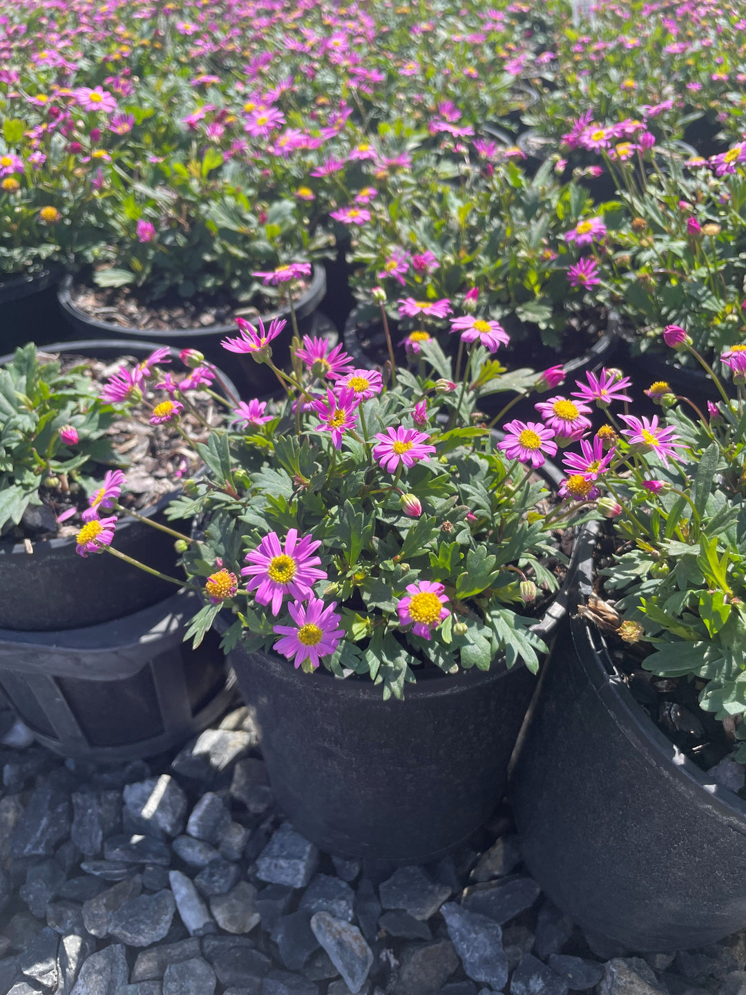 Brachyscome angustifolia Hot Candy 140mm Pot for sale Adelaide Plant Co
