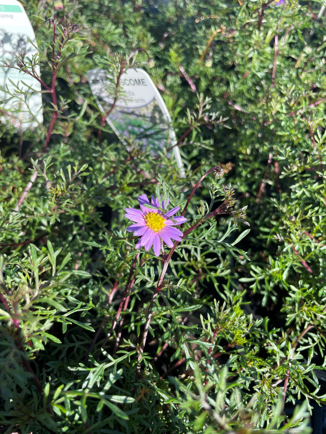 Brachyscome multifida 140mm Pot for sale Adelaide Plant Co