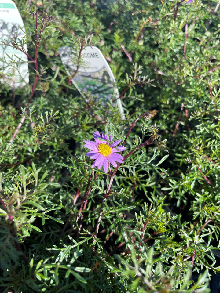 Brachyscome multifida 140mm Pot for sale Adelaide Plant Co