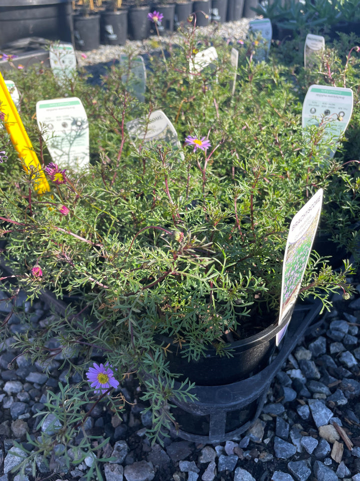 Brachyscome multifida 140mm Pot for sale Adelaide Plant Co