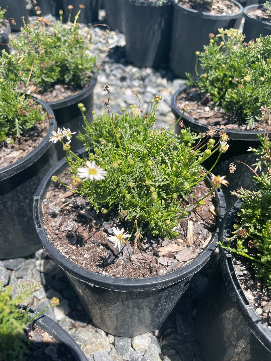 Brachyscome Multifida 'White' 140mm Pot for sale Adelaide Plant Co