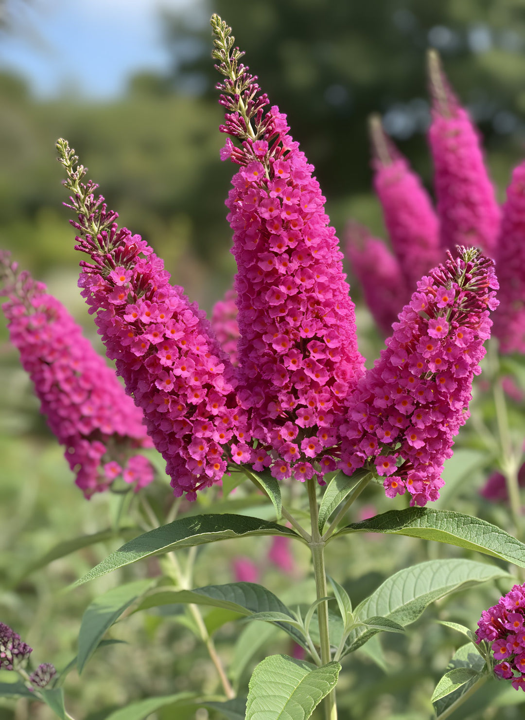 Buddleia davidii 'Blaze Pink' 140mm Pot for sale Adelaide Plant Co