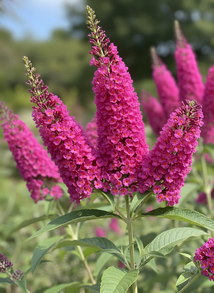 Buddleia davidii &