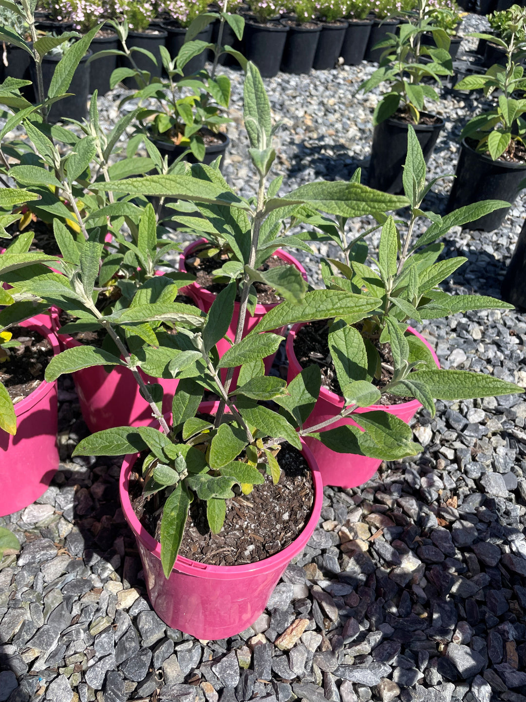 Buddleia davidii &