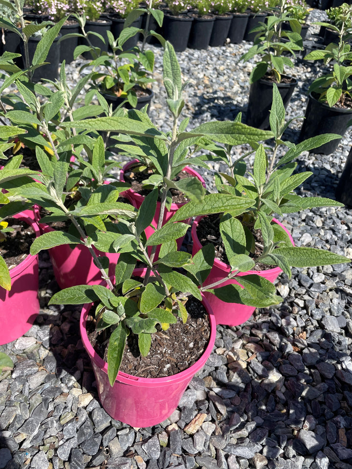 Buddleia davidii &
