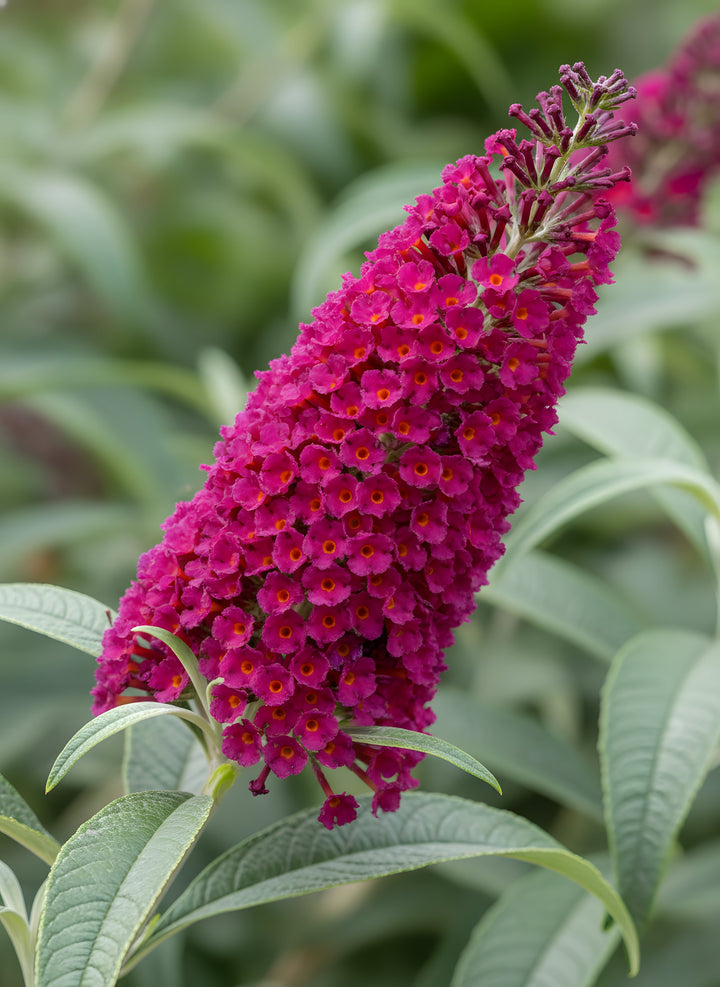 Buddleia Davidii &