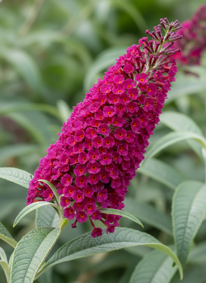 Buddleia Davidii 'Cran Razz'
