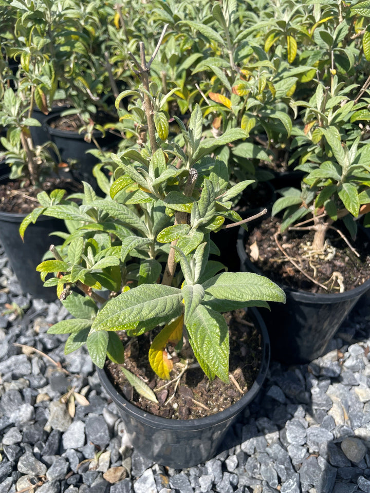 Buddleia Davidii 'Cran Razz'
