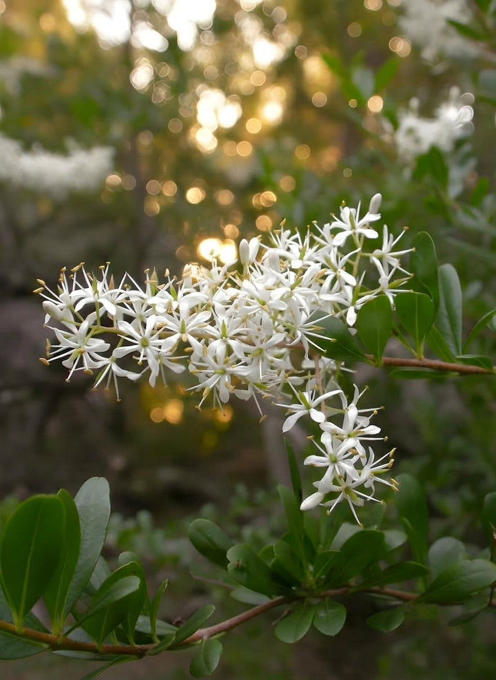 Bursaria spinosa 140mm Pot for sale Adelaide Plant Co