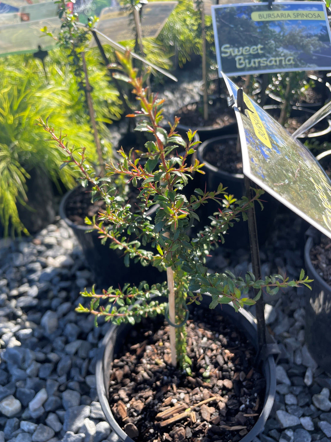 Bursaria spinosa for sale Adelaide Plant Co