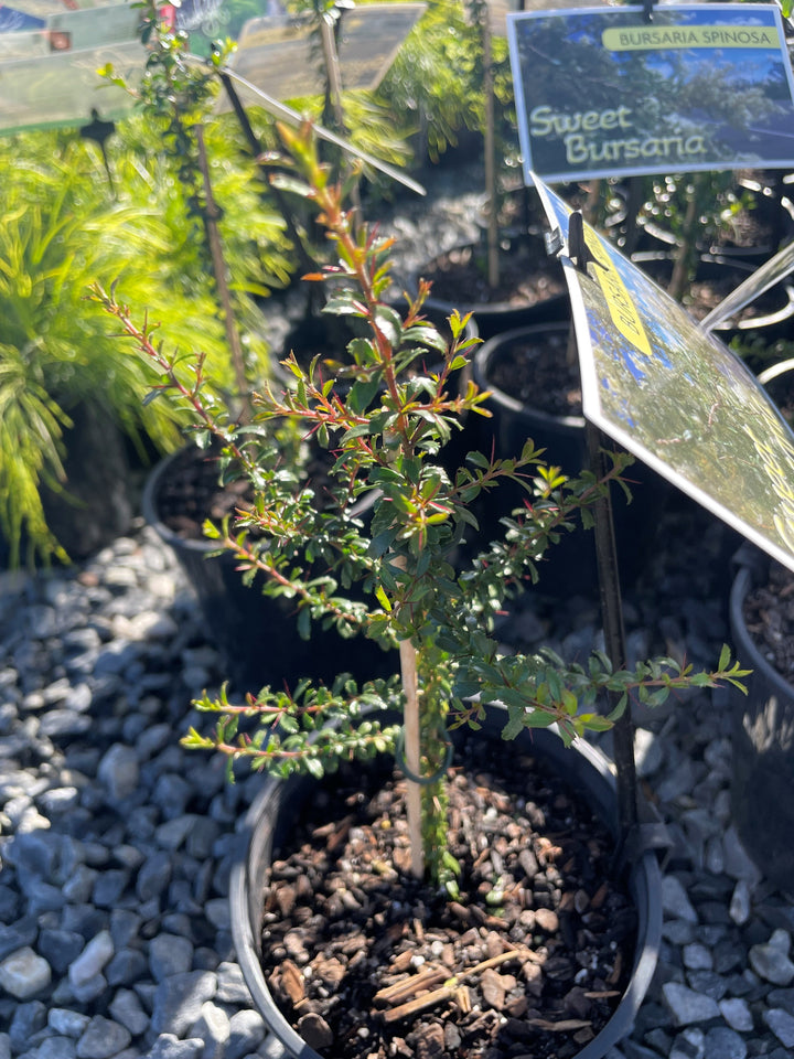 Bursaria spinosa for sale Adelaide Plant Co