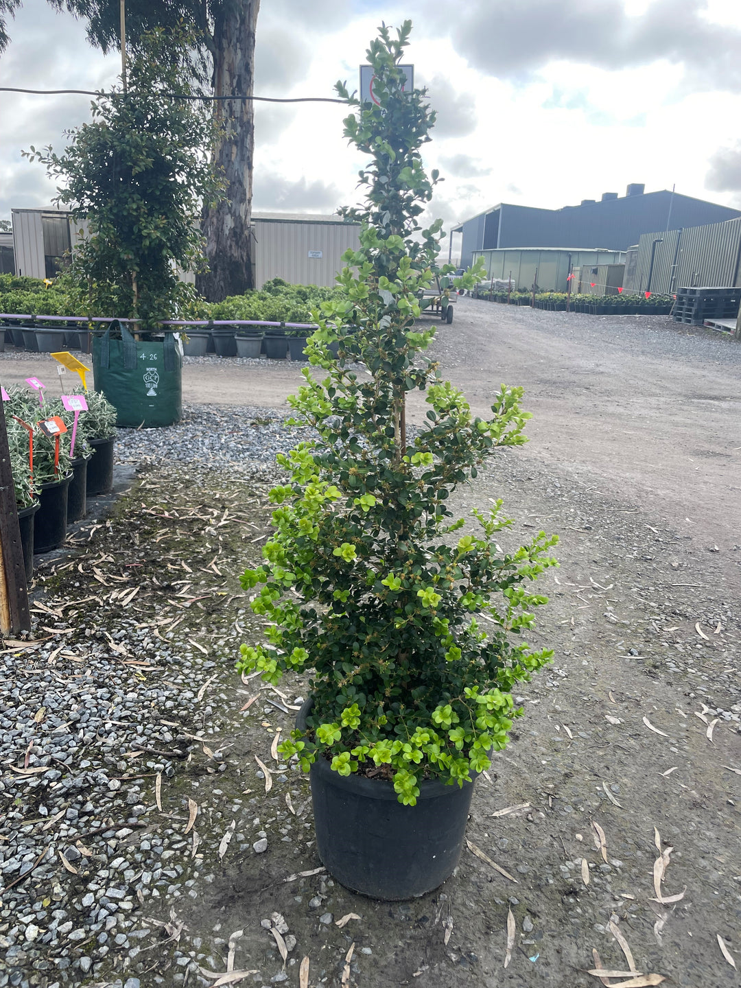 TOPIARY / Buxus microphylla var. japonica 'Emperor Green' (Cone) 300mm Pot for sale Adelaide Plant Co
