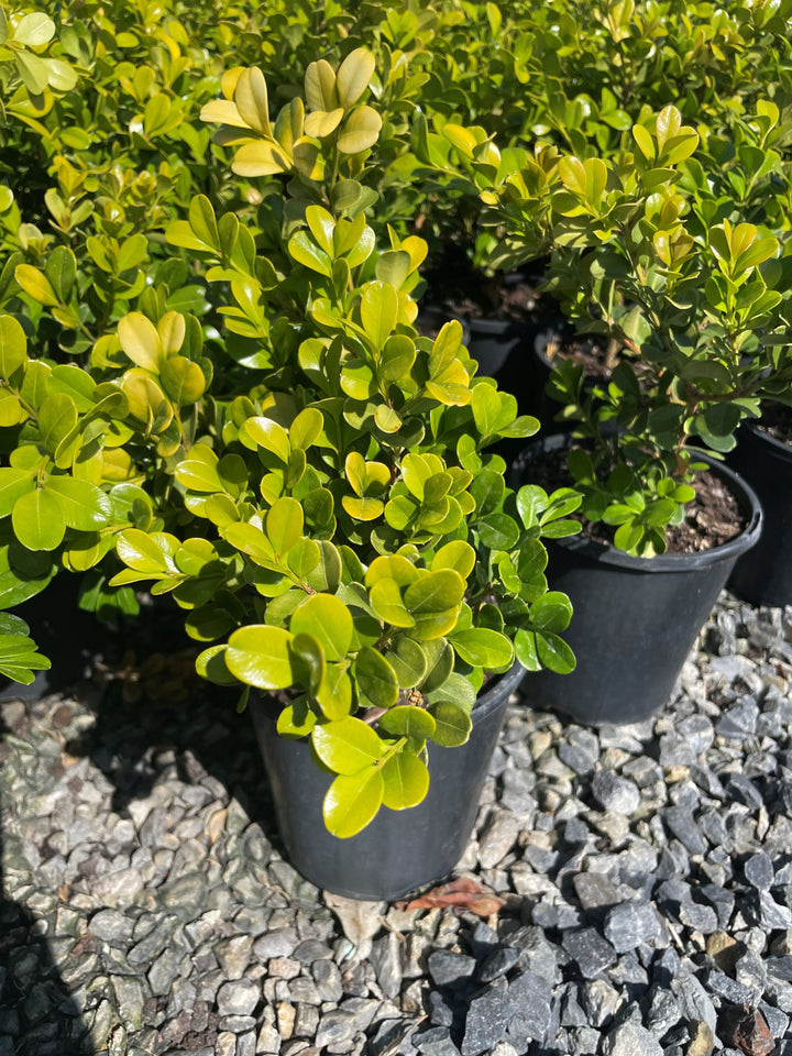 Buxus Microphylla var. Japonica