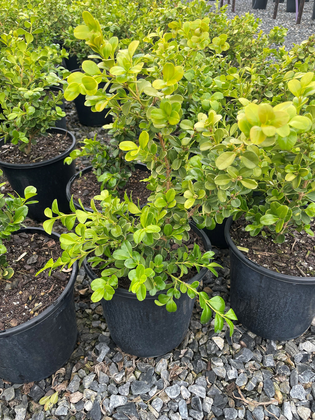 Buxus Microphylla var. Japonica