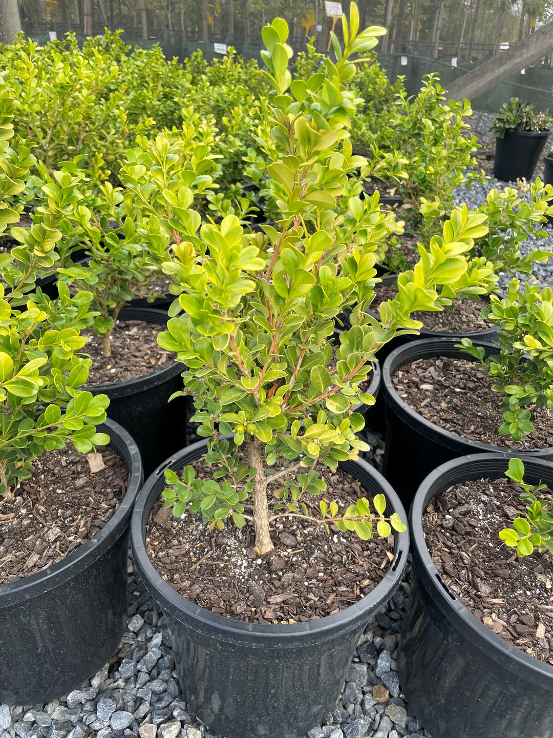 planting box hedge in pots Buy Buxus microphylla var. Japonica Boxwood Box