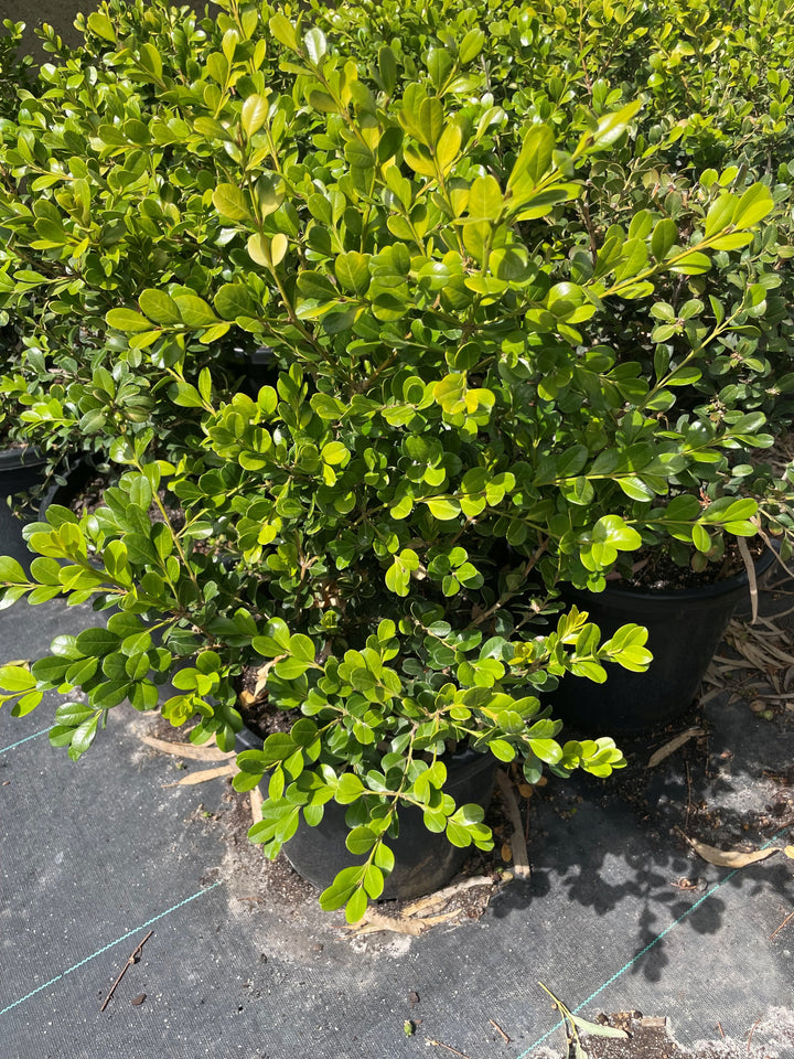 Buxus Microphylla var. Japonica