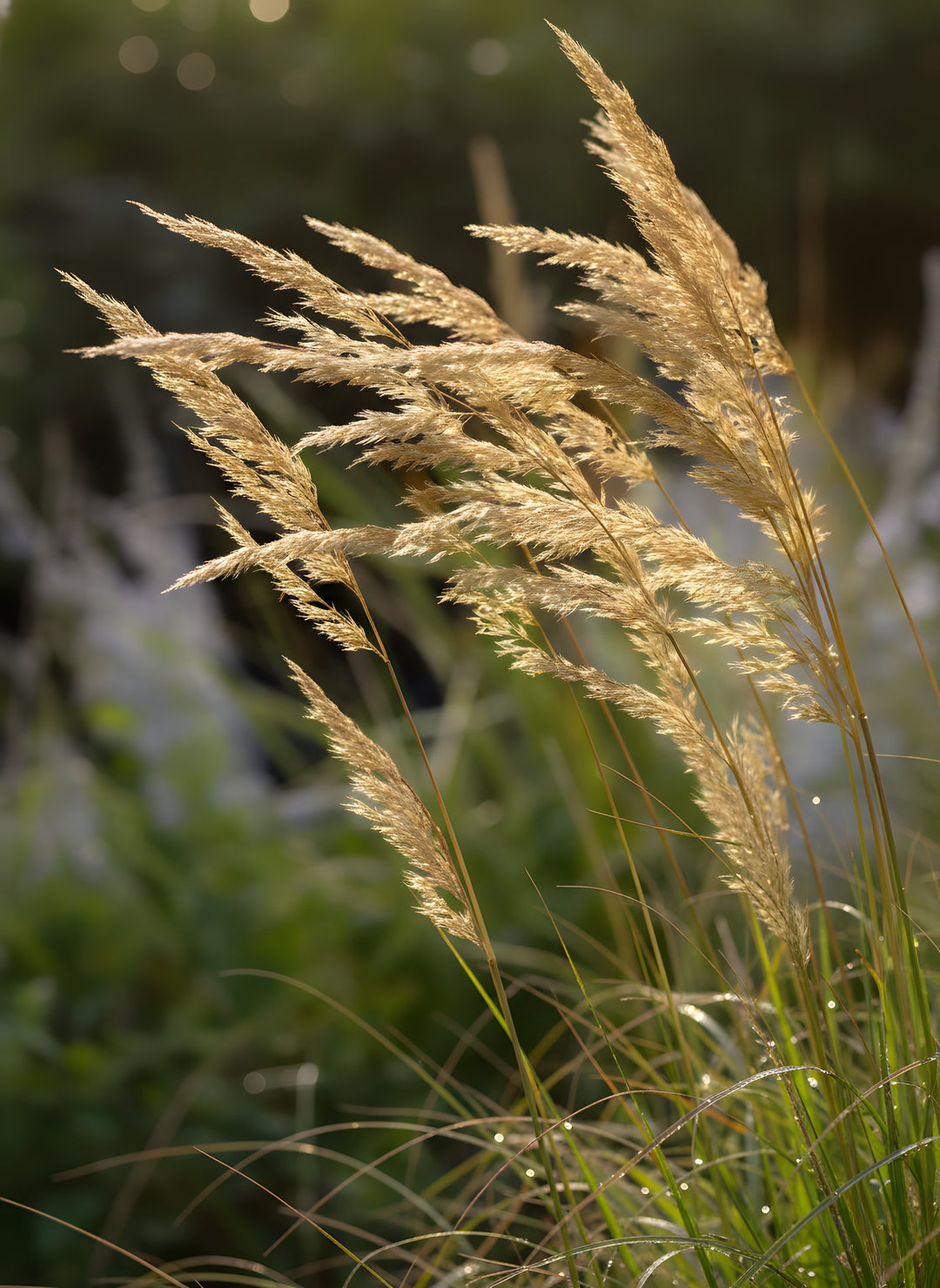 Calamagrostis x acutiflora 'Karl Foerster' 140mm Pot for sale Adelaide Plant Co