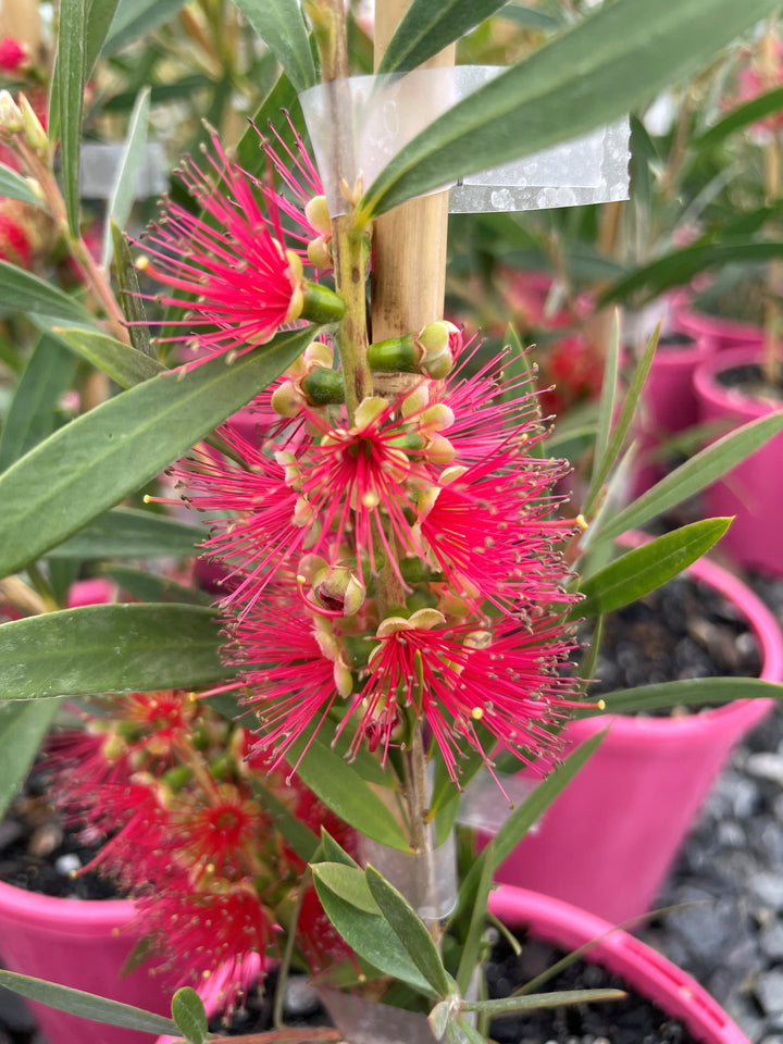 Callistemon 'Candy Pink'