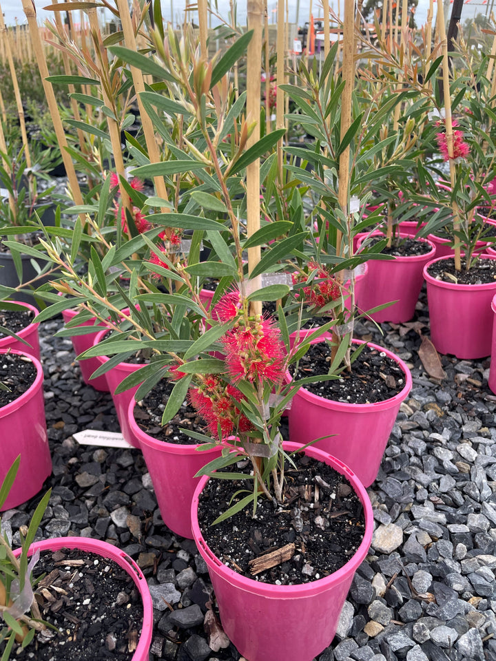 Callistemon 'Candy Pink'