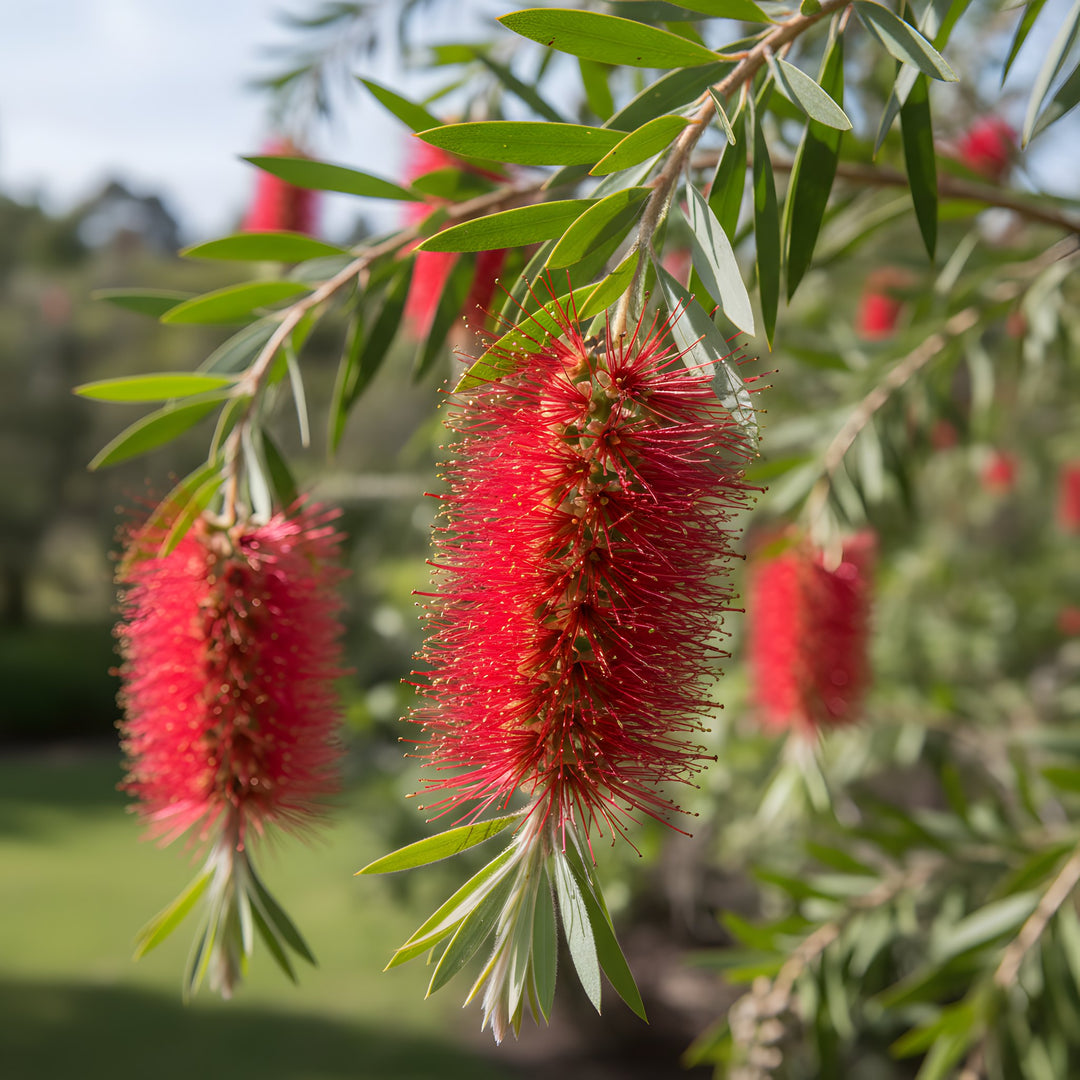 Callistemon Citrinus 'King's Park Special' 140mm Pot for sale Adelaide Plant Co