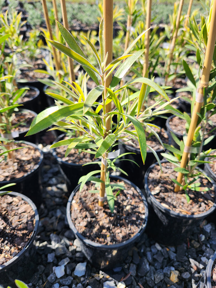 Callistemon Citrinus 'King's Park Special'