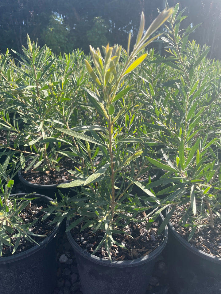 Callistemon Citrinus &
