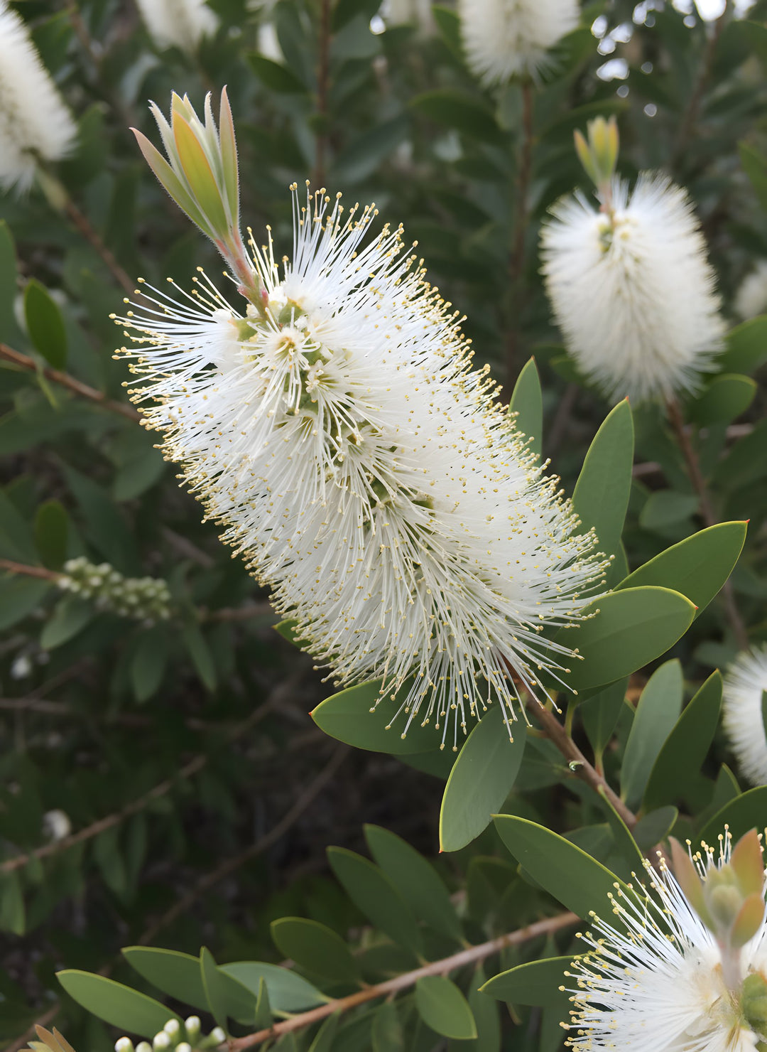 Callistemon Citrinus 'White Anzac' 140mm Pot for sale Adelaide Plant Co