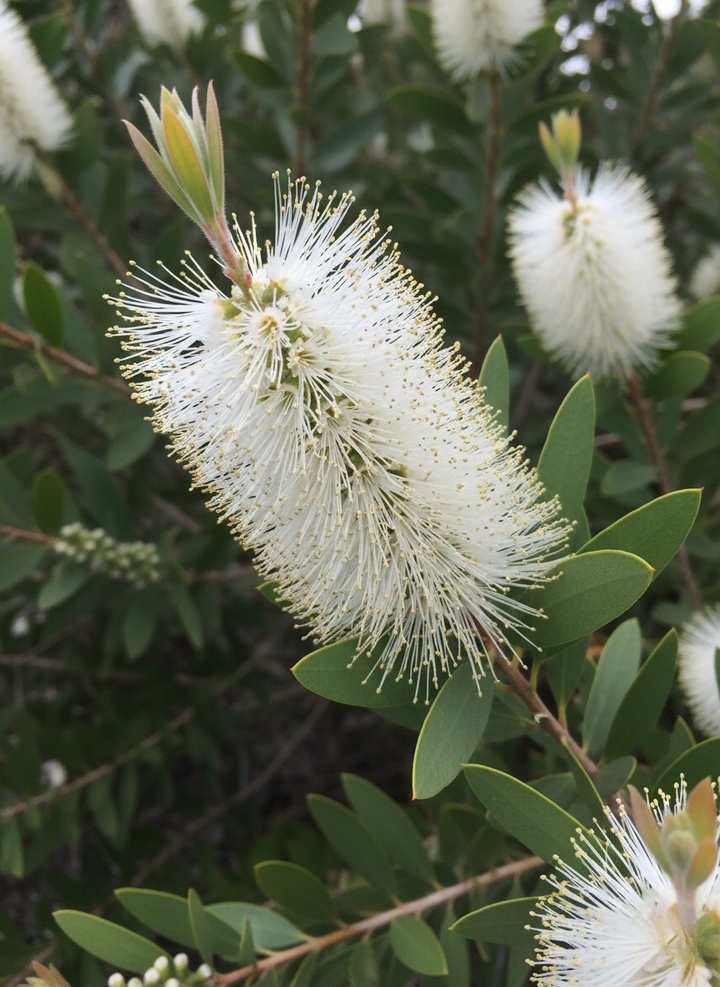Callistemon Citrinus 'White Anzac'