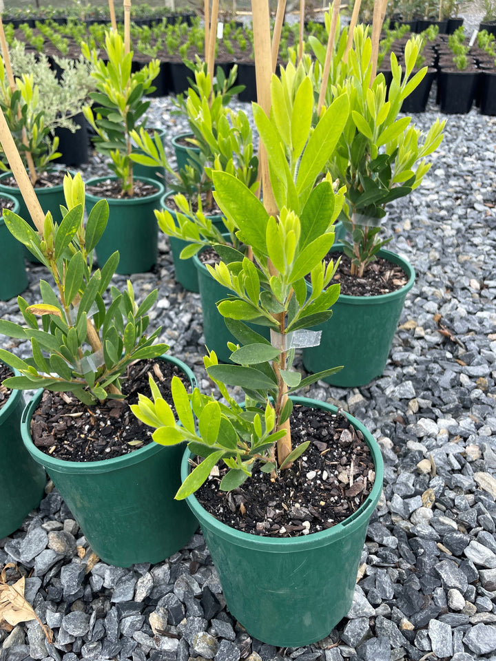 Callistemon Citrinus 'White Anzac'
