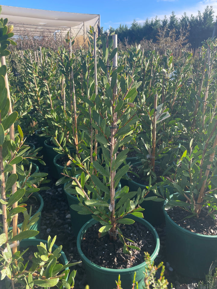 Callistemon Citrinus &