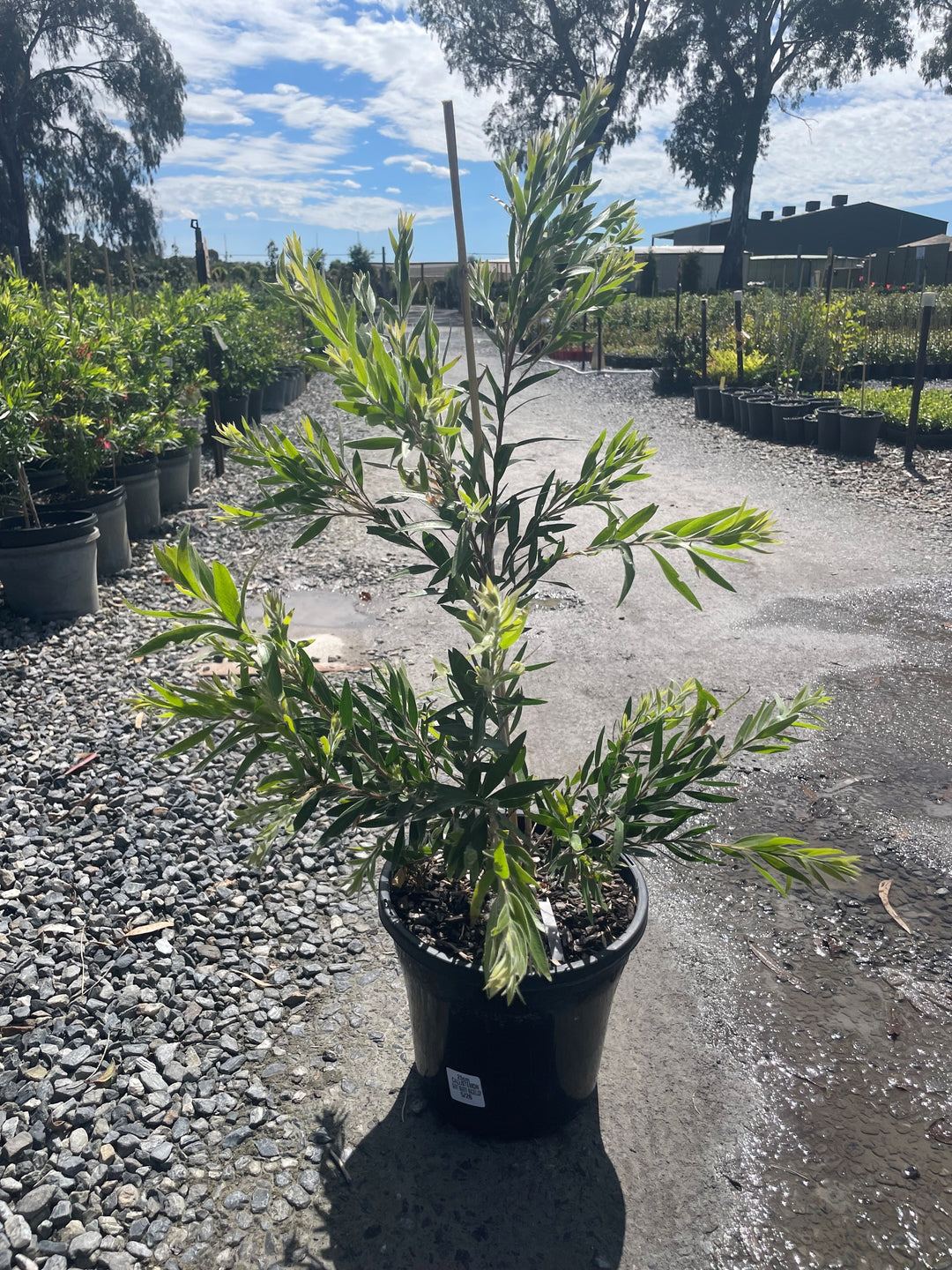 Callistemon hybrid &