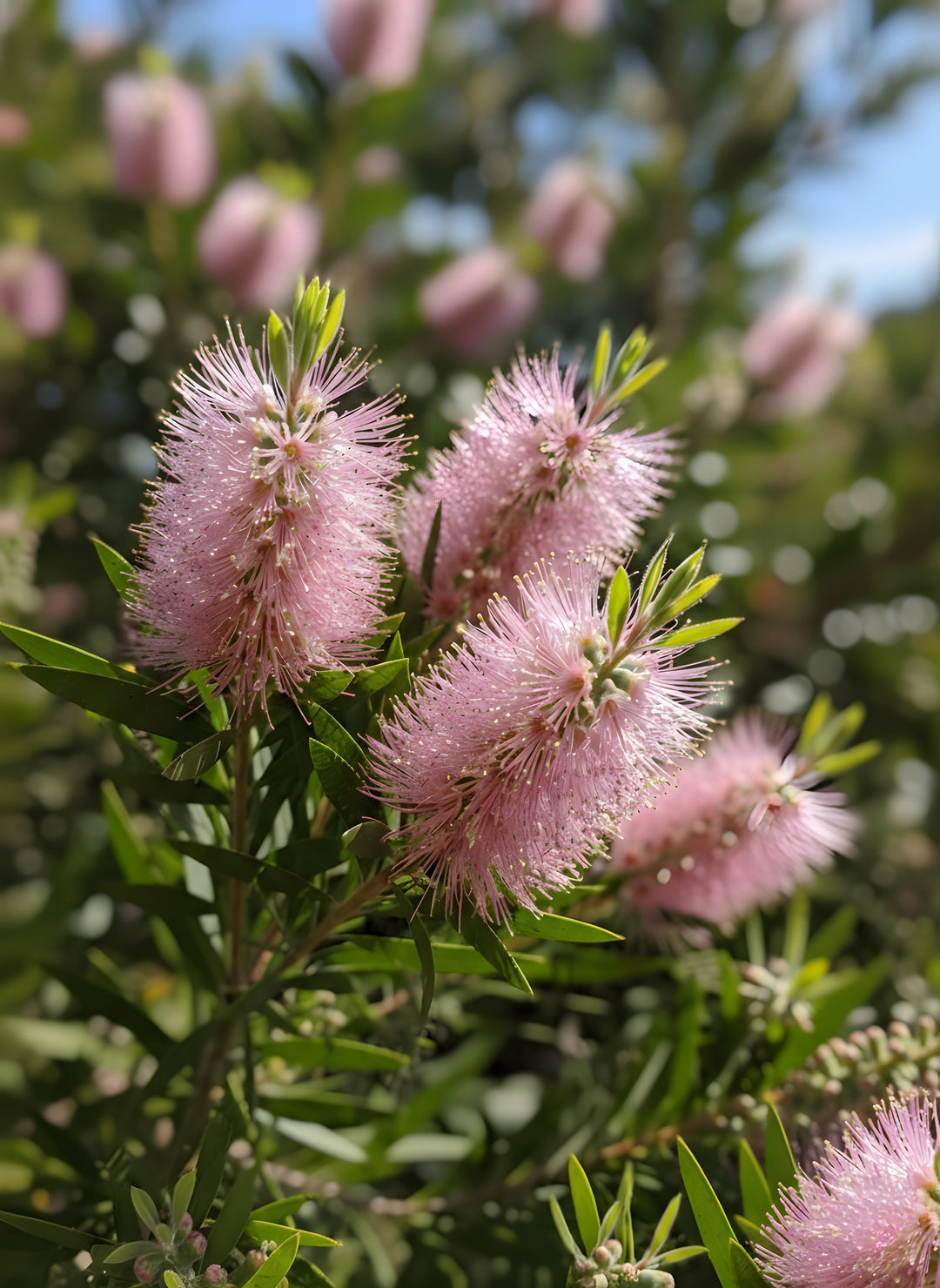 Callistemon 'Injune' 140mm Pot for sale Adelaide Plant Co