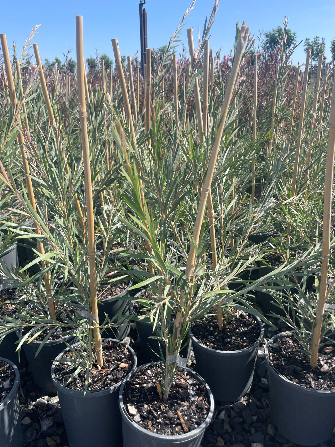 Callistemon &